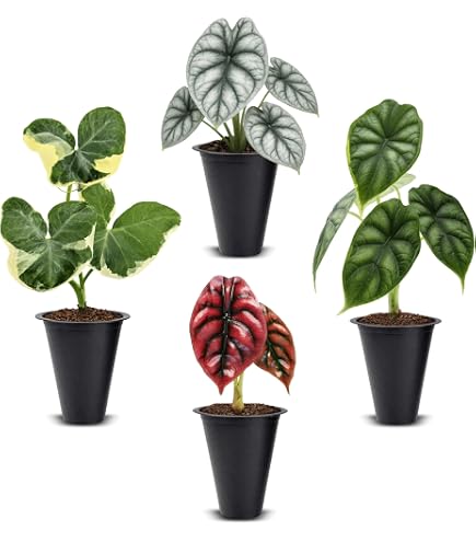Amazon.com : Dark Desire Wandering Jew Cuttings to Grow (4